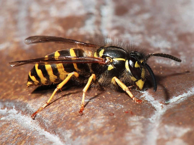 Ong bắp cày yellowjacket 