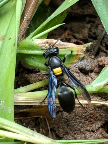 Ong bắp cày đen polybia