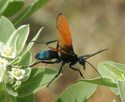 Bọ săn nhện đen