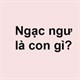 Ngạc ngư là con gì?