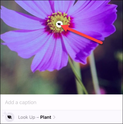 Cách sử dụng tính năng xác định đối tượng Visual Lookup trên iPhone