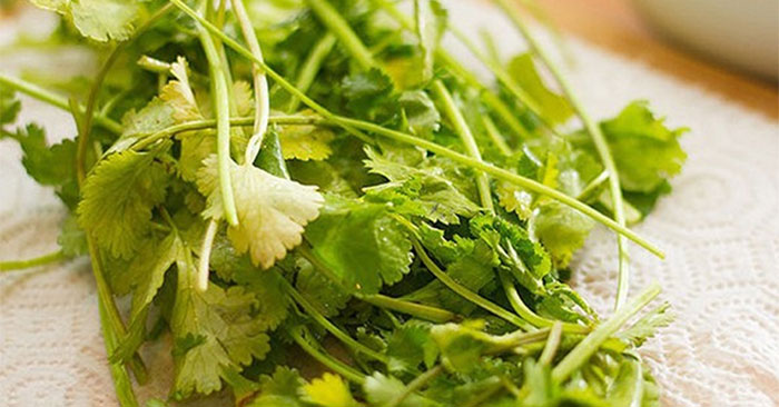 Rau mùi mua về đừng cho ngay vào tủ lạnh, thêm bước nữa rau tươi ngon ...