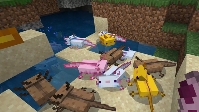 How To Raise Axolotl Minecraft Tame The Minecraft Salamander