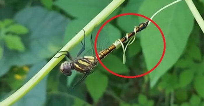 Chuồn chuồn bị dây leo cuốn chặt đuôi