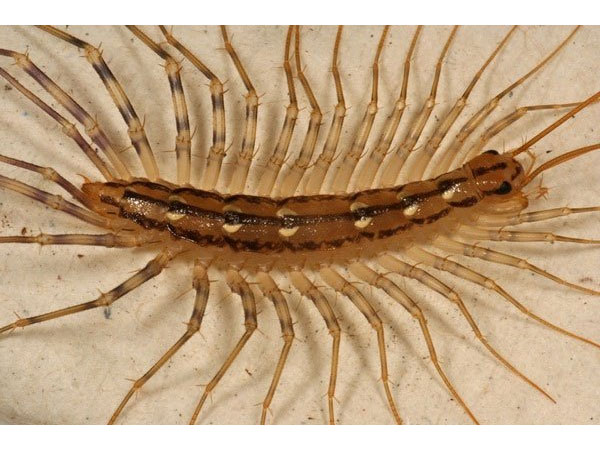 Rết thuộc loài sinh sản đơn tính