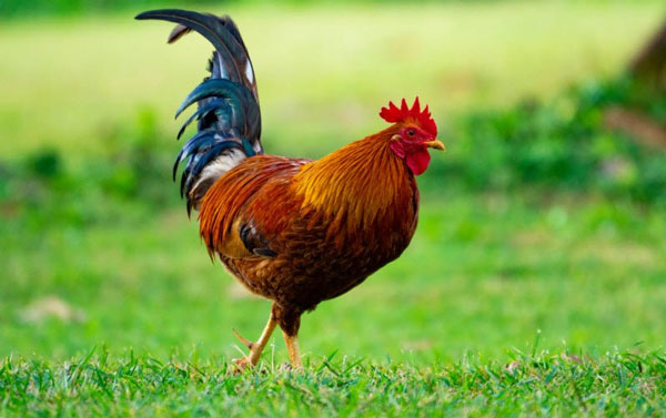 Tại nhiều trang trại gà trên thế giới, gà trống thường bị ném vào máy nghiền thức ăn ngay từ khi còn bé vì thịt gà trống không ngon bằng thịt gà mái.