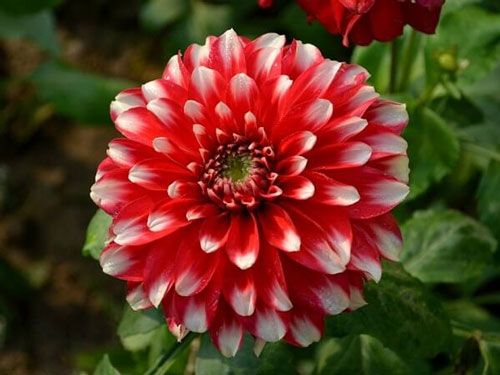 Hoa thược dược