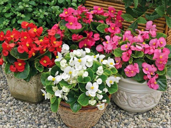 Hoa thu hải đường