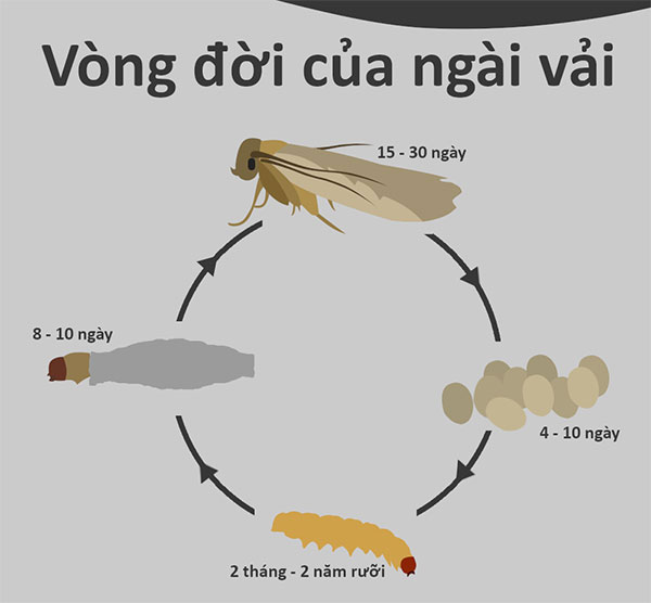 The life cycle of the lychee moth.