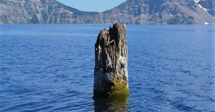 Khúc gỗ đã nằm trong hồ 120 năm nhưng không bị mục