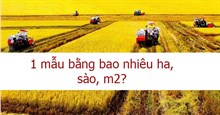1 mẫu bằng bao nhiêu ha, sào, m2?