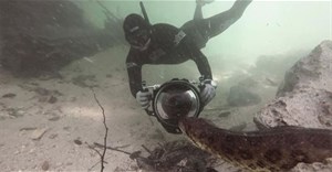 Cận cảnh màn đối mặt trăn Anaconda và cá piranha dưới sông Brazil của thợ lặn