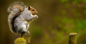 SquirrelWaffle là malware gì? Cách phòng tránh ra sao?