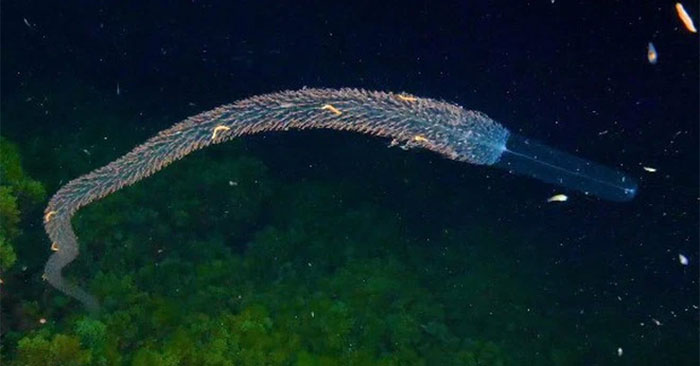 Forskalia edwardsi thuộc họ Siphonophore