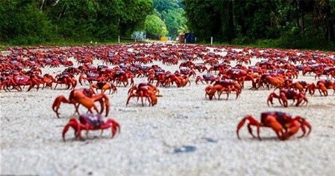 50 triệu con cua đỏ bò kín đường trong mùa di cư, nhuộm đỏ cả hòn đảo