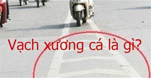 Vạch xương cá là gì?