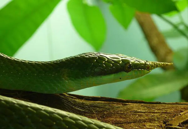 Thanh xà kỳ lân tên khoa học là Gonyosoma bourlengeri