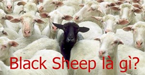 Black Sheep là gì?