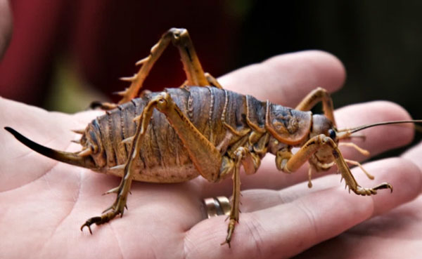 Loài dế khổng lồ 