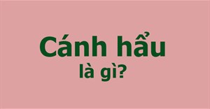 Cánh hẩu là gì?