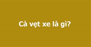 Cà vẹt xe là gì?