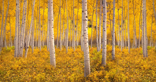 Biến đổi khí hậu cũng ảnh hưởng không nhỏ tới Pando