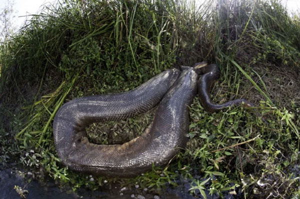 tran Anaconda 5*195525
