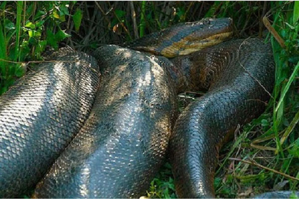 tran Anaconda 6*195524