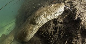 Những hình ảnh chân thực nhất về trăn Anaconda - 'quái vật sông Amazon'