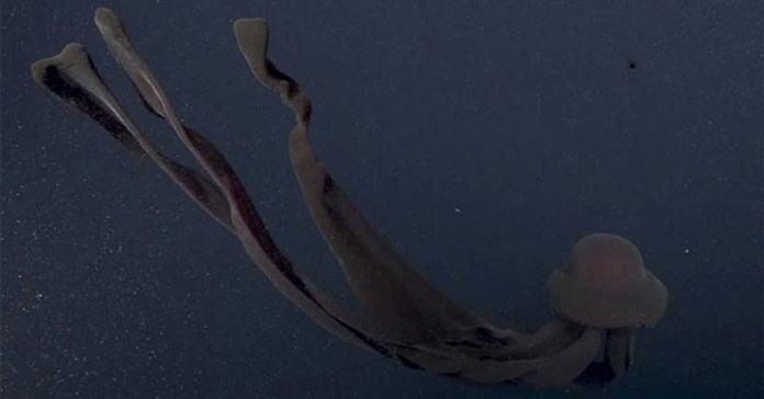 Video: Sứa ma khổng lồ, xúc tu dài 10m săn mồi ở độ sâu gần 1.000 m
