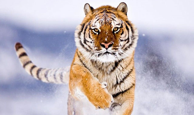 50 hình nền con hổ đẹp và dũng mãnh nhất thế giới CuocsongAZcom