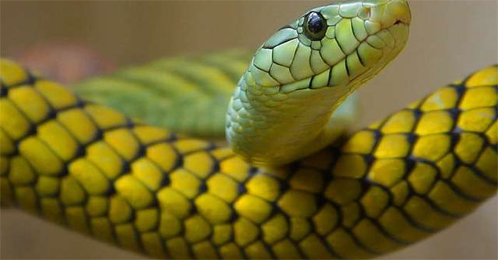 Tuổi xông nhà cho gia chủ tuổi Tỵ 2022