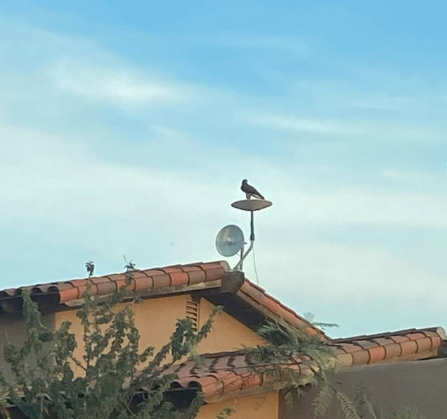 Chim đậu trên chảo vệ tinh