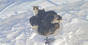 Chảo vệ tinh Starlink của Elon Musk trở thành nơi sưởi ấm lý tưởng của lũ mèo