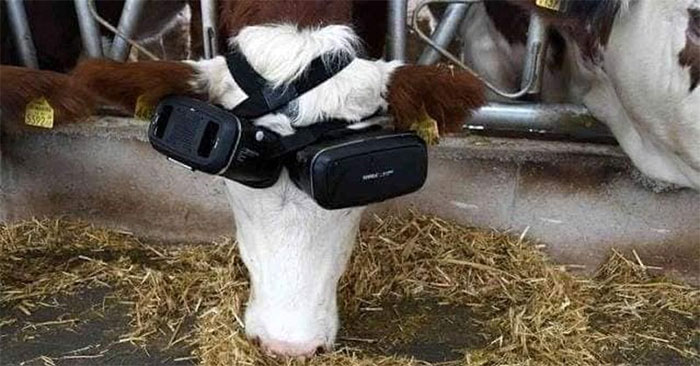 Bò  được đeo kính VR nhằm tiết ra nhiều sữa hơn. Ảnh: Getty Images.