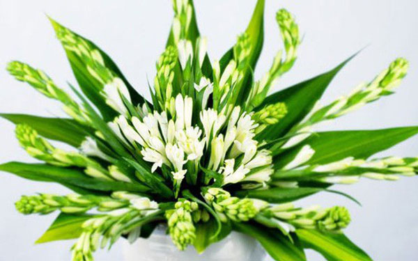 Hoa huệ cắm bàn thờ