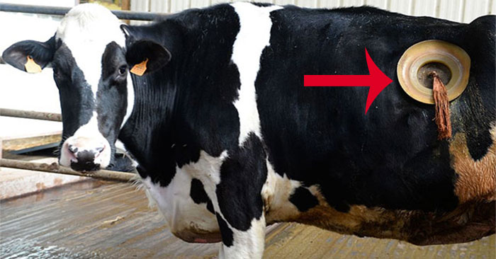 Lỗ trên bụng bò