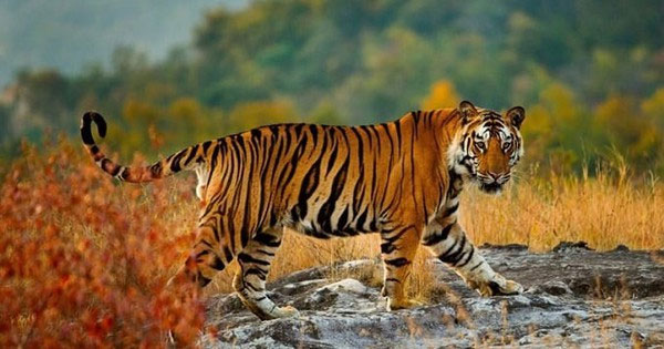 Hổ là loài lớn nhất trong họ nhà mèo