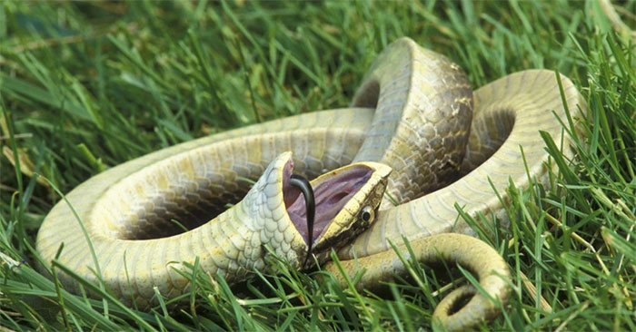 Rắn mũi hếch Hognose nằm ngửa ra giả chết để trốn khỏi những con vật săn mồi nguy hiểm. (Ảnh: Tco).