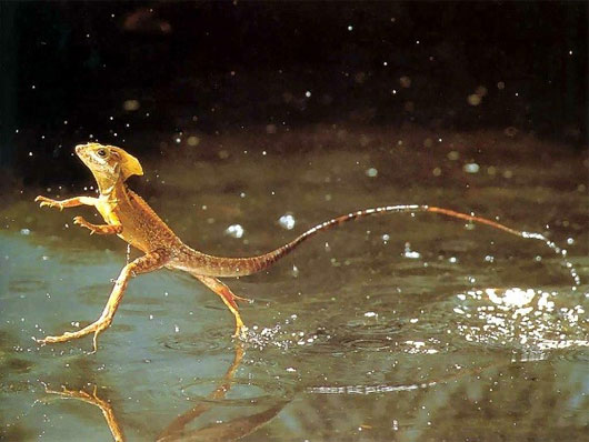 Thằn lằn Basilisk
