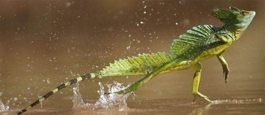 Thằn lằn Basilisk chạy trên mặt nước bằng chân sau 