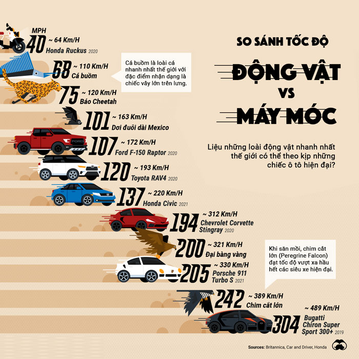 So sánh tốc độ của những động vật nhanh nhất vs những chiếc xe nhanh nhất