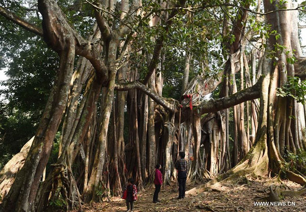 Cây đa cổ thụ được mệnh danh "Vua của Trung Quốc". Ảnh: Yunnanexploration.