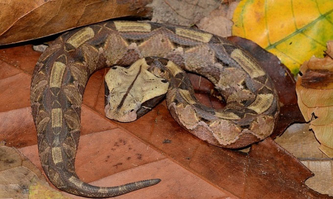 Rắn hổ lục Gaboon.