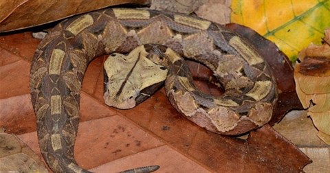 Cận cảnh quá trình đẻ con của loài rắn độc có răng nanh dài nhất thế giới