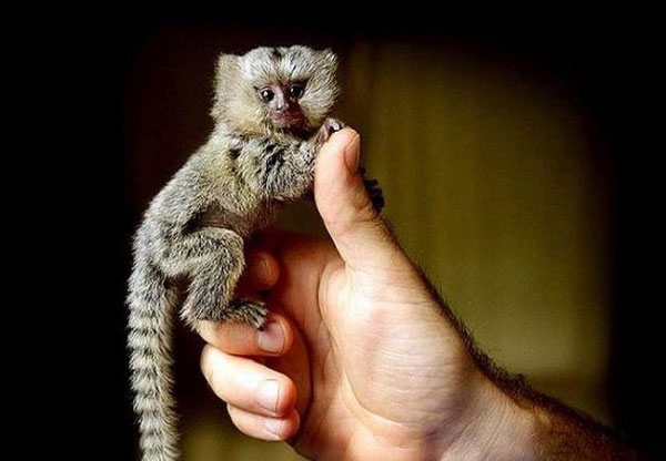 Khỉ lùn Pygmy Marmoset