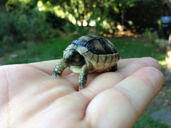 Rùa đốm Speckled Padloper