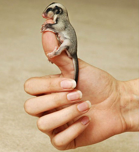 Sóc bay Sugar Glider