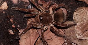3 loài nhện lớn nhất thế giới