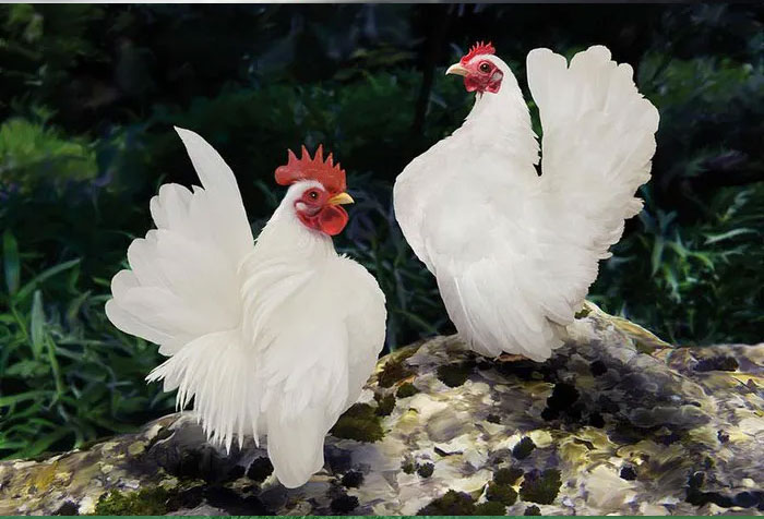 Ngay khi vừa chào đời, gà Serama đã được những người nuôi huấn luyện